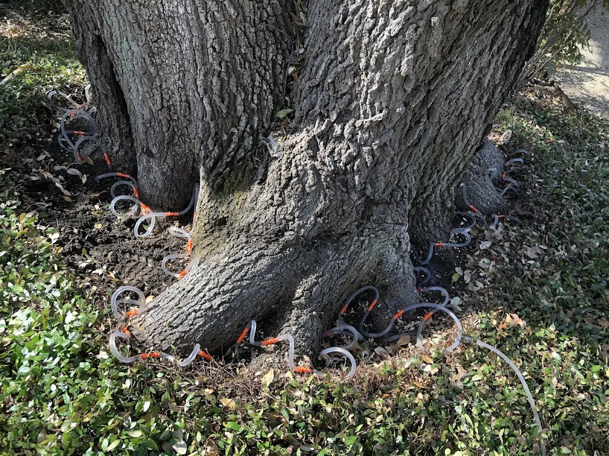 Detailed Tree Cabling and Bracing job site in Rockaway