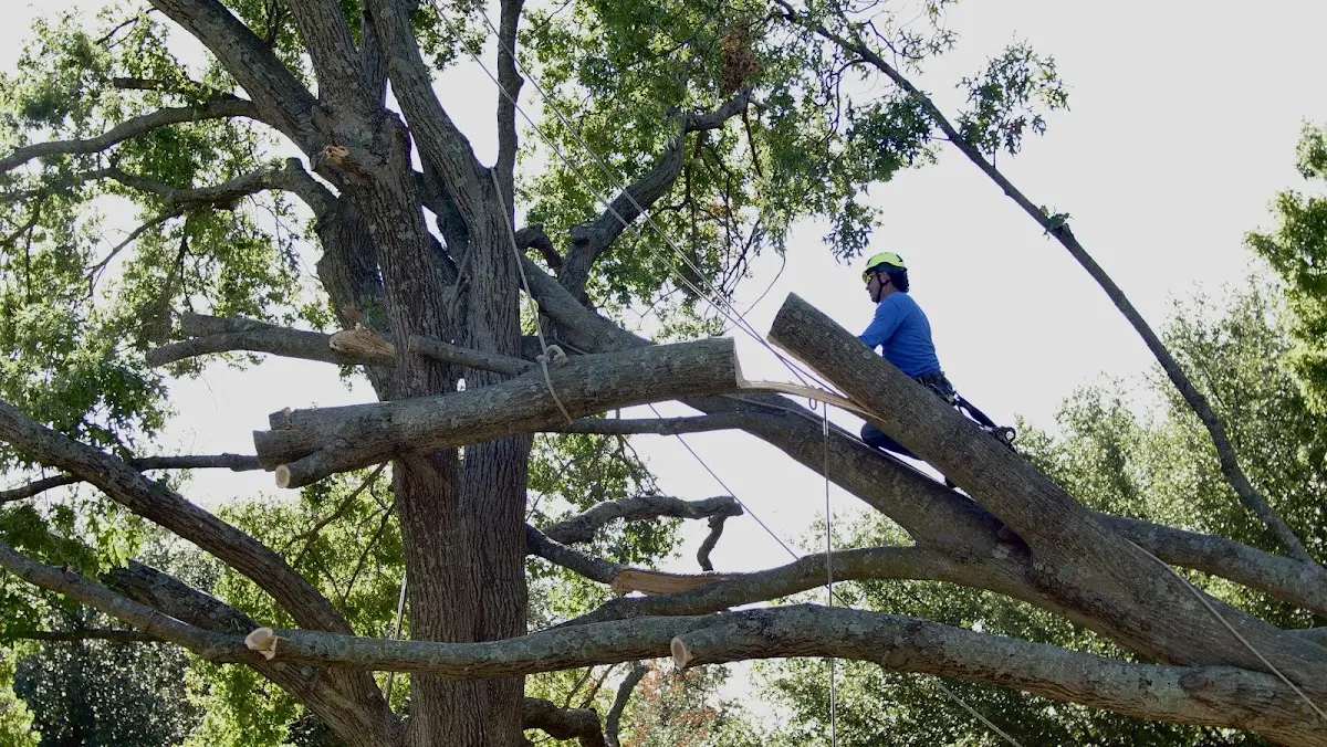 Professional Crown Thinning performed by certified arborists in Rockaway