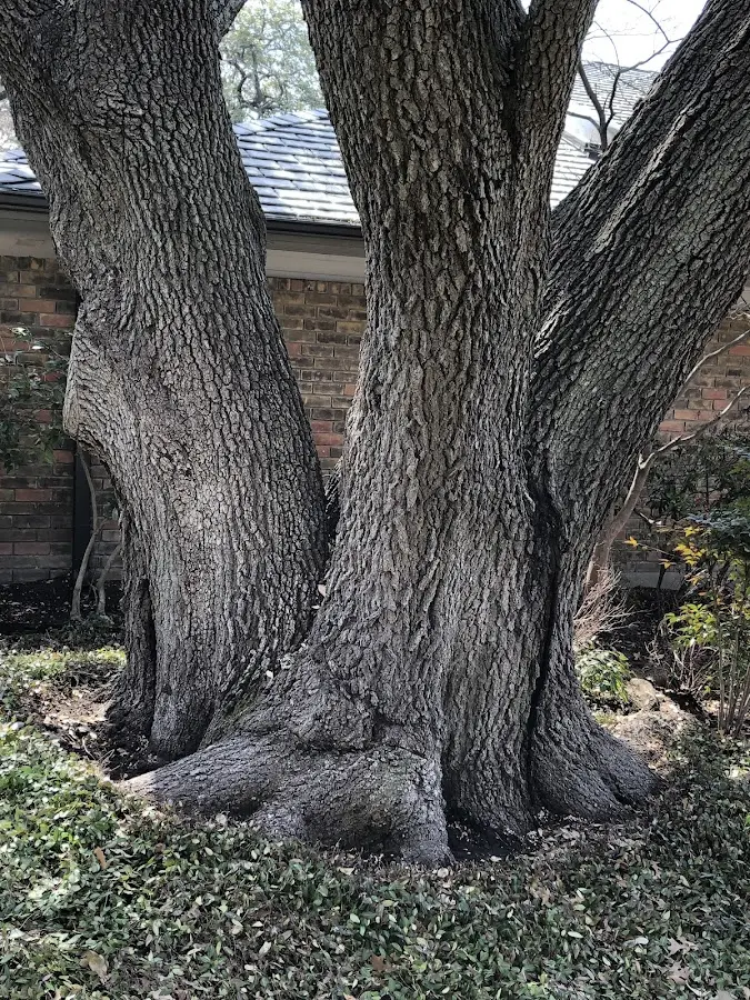 Mature heritage tree close to a Rockaway property cared for by certified arborists